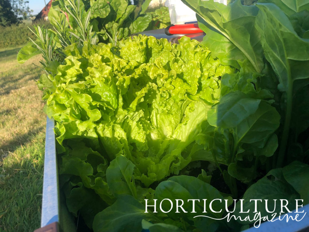 lettuce plants growing in a raised garden bed outdoors 