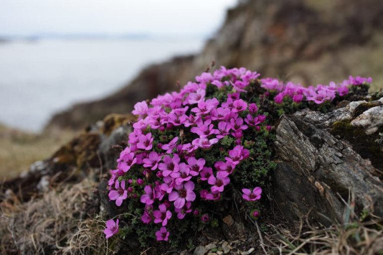 How To Grow Saxifraga Types: Popular For Rockeries, Pots, Stone Walls ...
