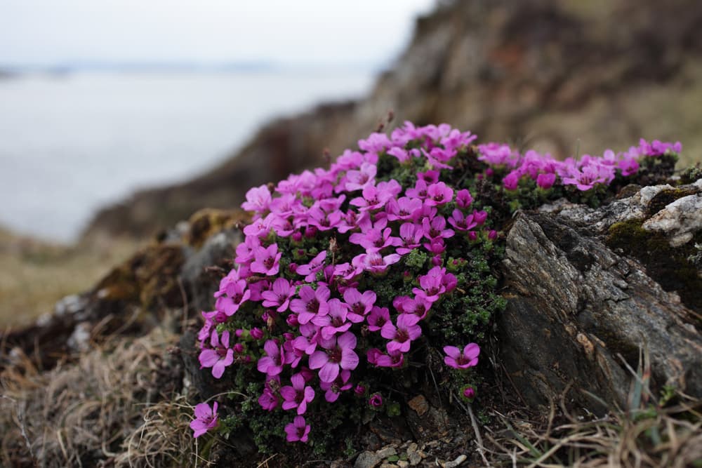 small purple flowers of S. oppositifolia 'Splendens' growing on a cliffside with a body of water visible in the background