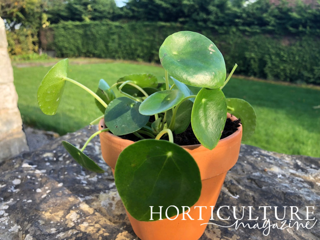 potted Pilea peperomioides sat outdoors