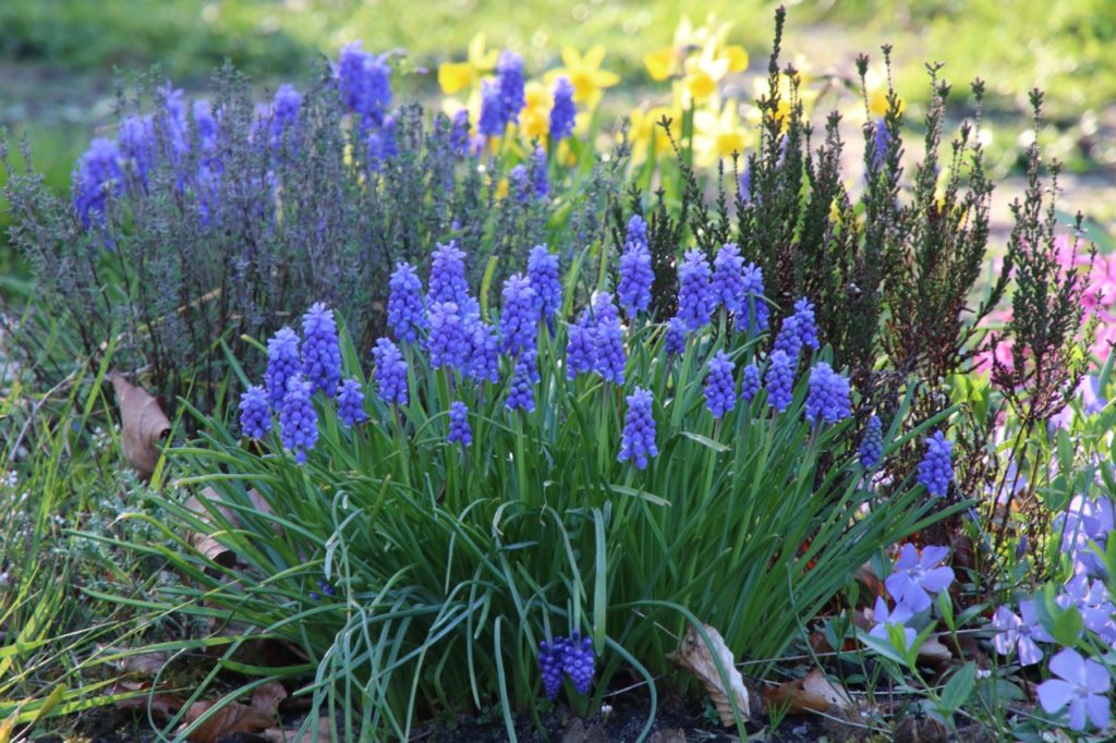 grape hyacinth shrub with blue flowering clusters growing outside
