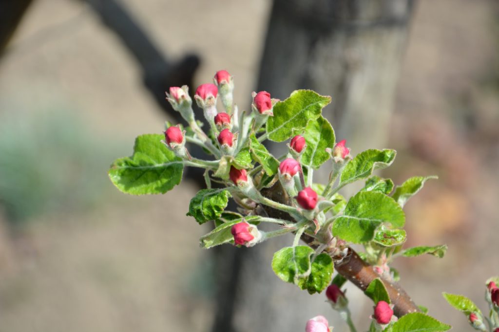 pink flower buds and small green leaves growing along the branch of an apple tree