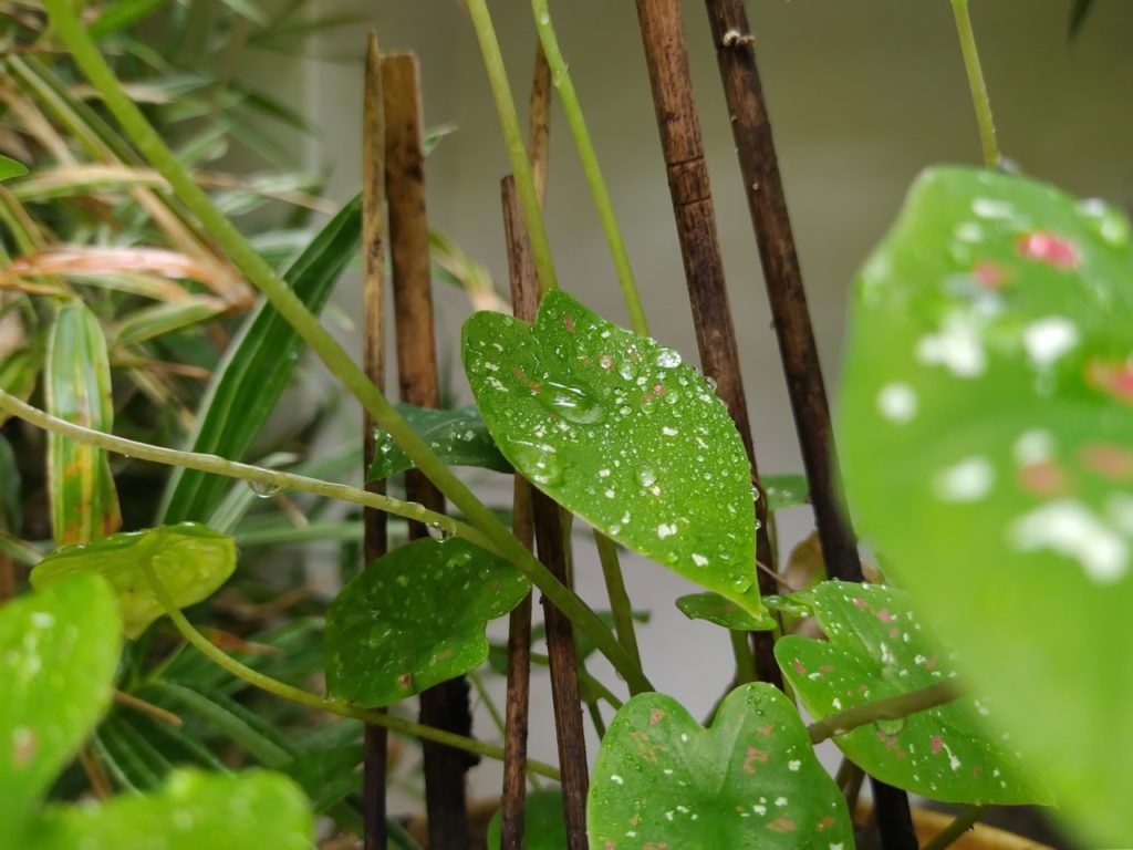 water droplets on the leaves of a green caladium plant growing against wooden support