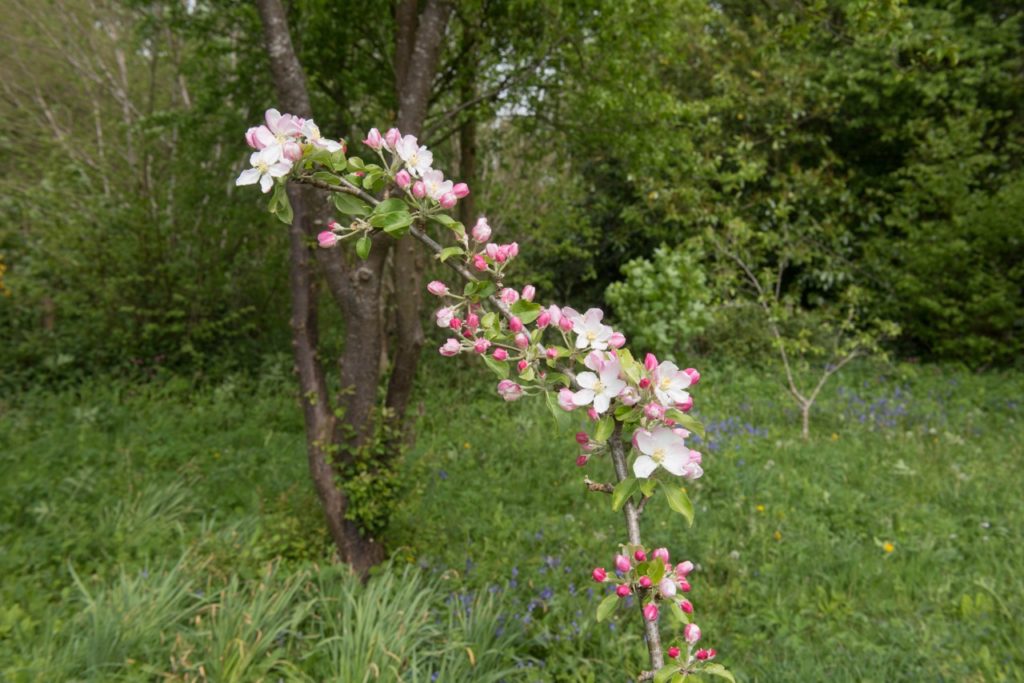 the pink and white flowering blossom from a malus domestica 'lane's prince Albert' tree growing outside