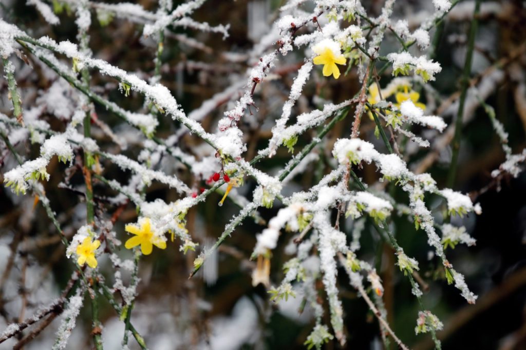 yellow flowering winter jasmine with its long woody stems covered in a layer of snow