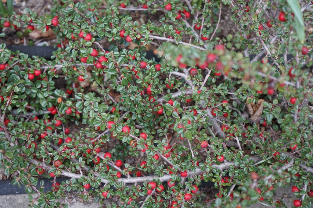 cotoneaster with red berries and tiny green leaves growing from woody branches