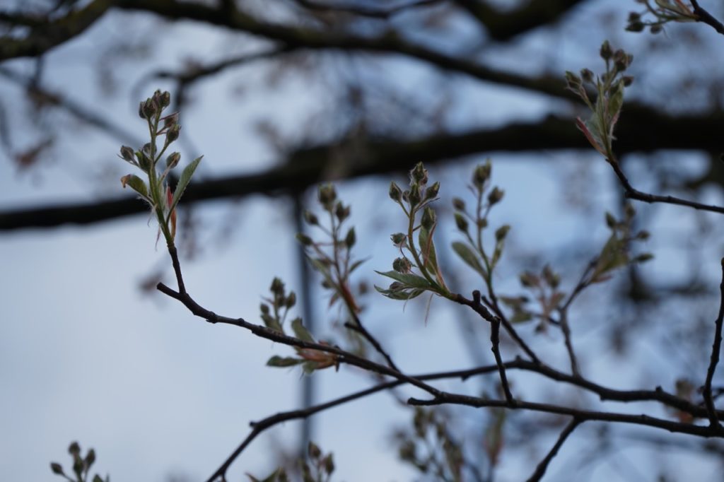 closed flower buds from a Amelanchier lamarckii plant in winter