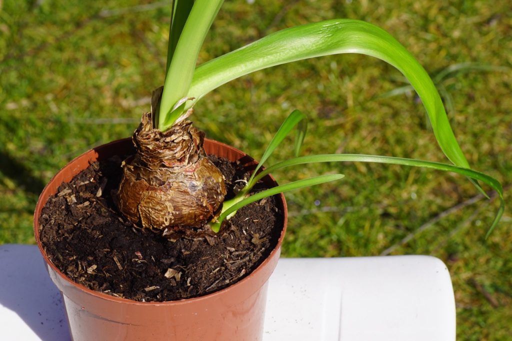 amaryllis bulb with green leaves planted in a container outside