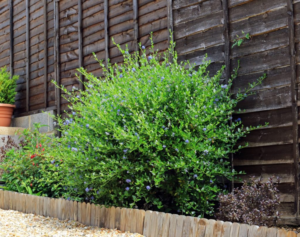 a large california lilac shrub with blue flowers growing in a garden border with a brown wooden fence in the background