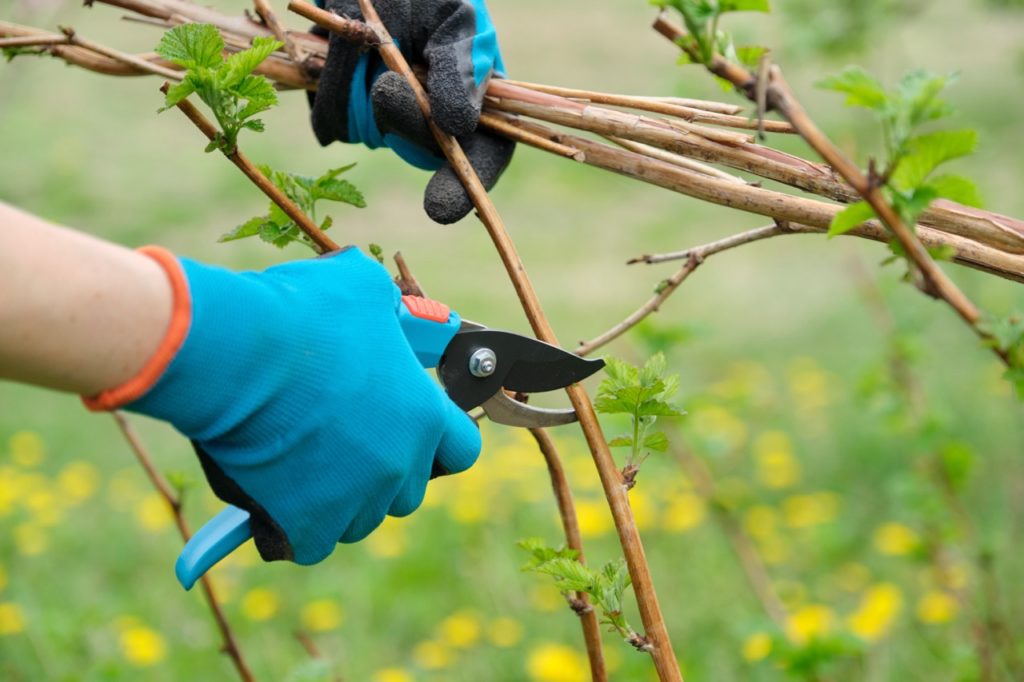 a pair of secateurs being used to cut a woody branch from a raspberry shrub growing outdoors in front of a field full of yellow flowers
