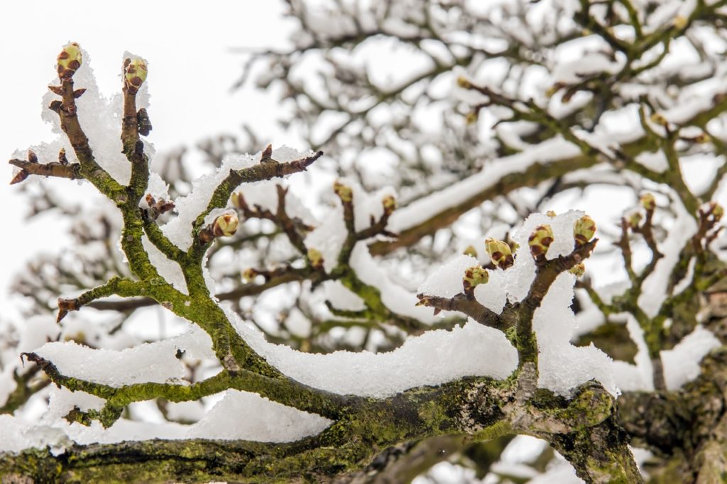 a pear tree in the winter with mossy branches covered in a thick layer of snow