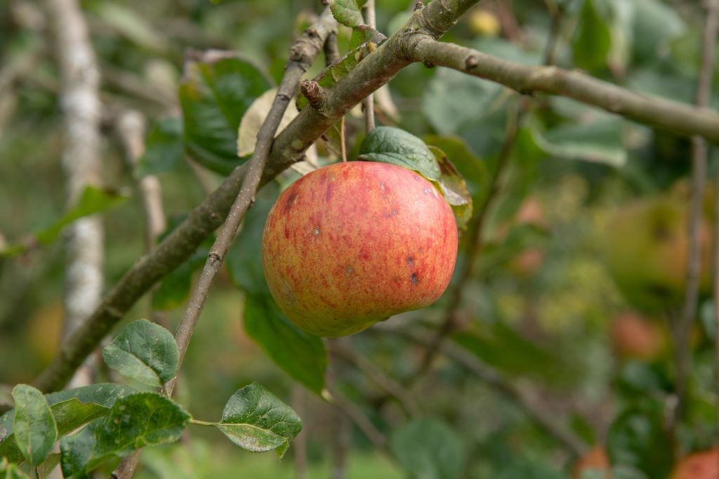 a single red apple hanging from a  'peasgood's nonsuch' tree