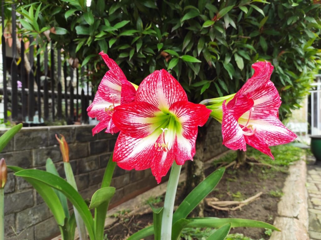 red and white flower heads from an amaryllis plant growing in a raised bed in front of a wall