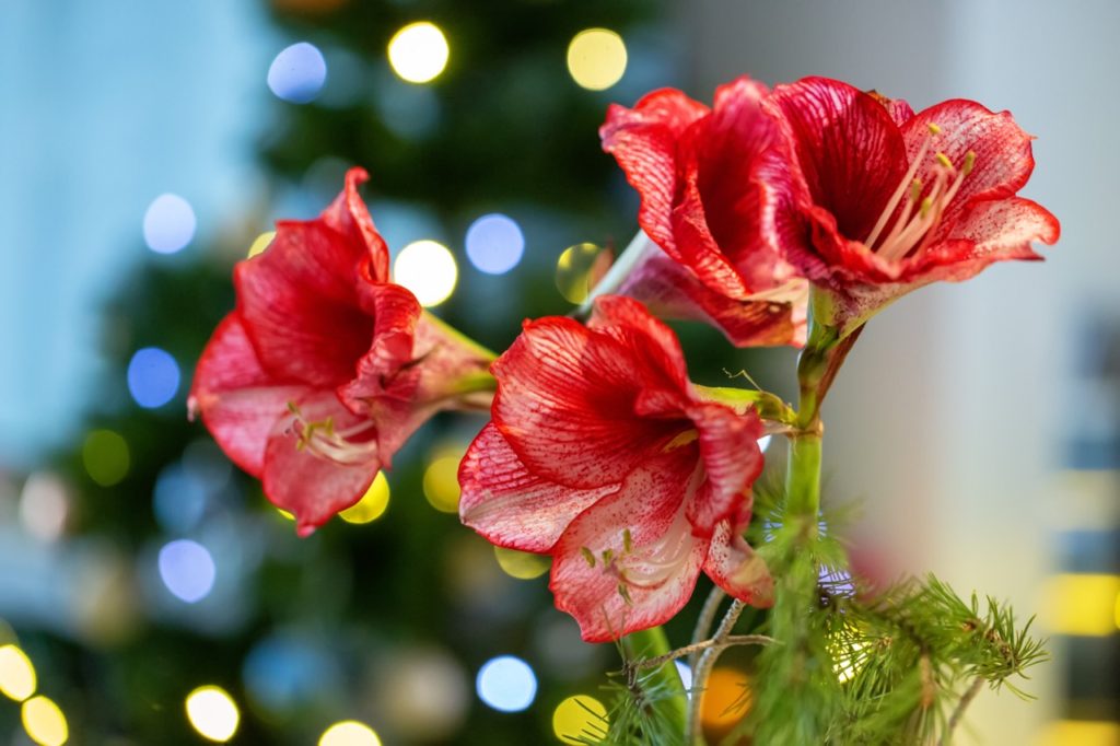 red and white flowering amaryllis with a blurred Christmas tree in the background