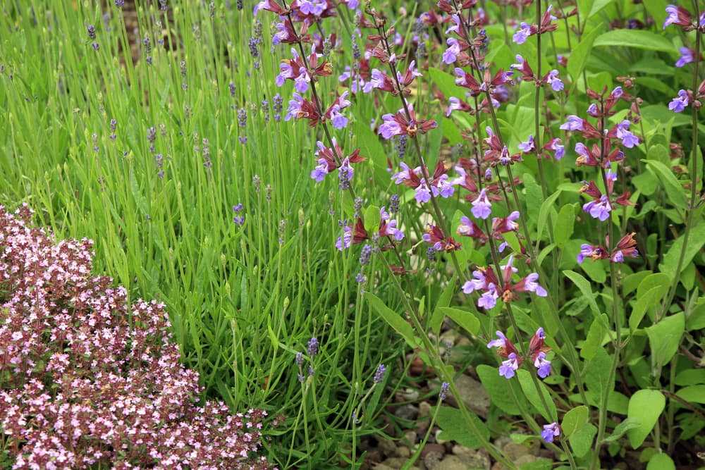sage, lavender and wild thyme growing together during summer flowering months