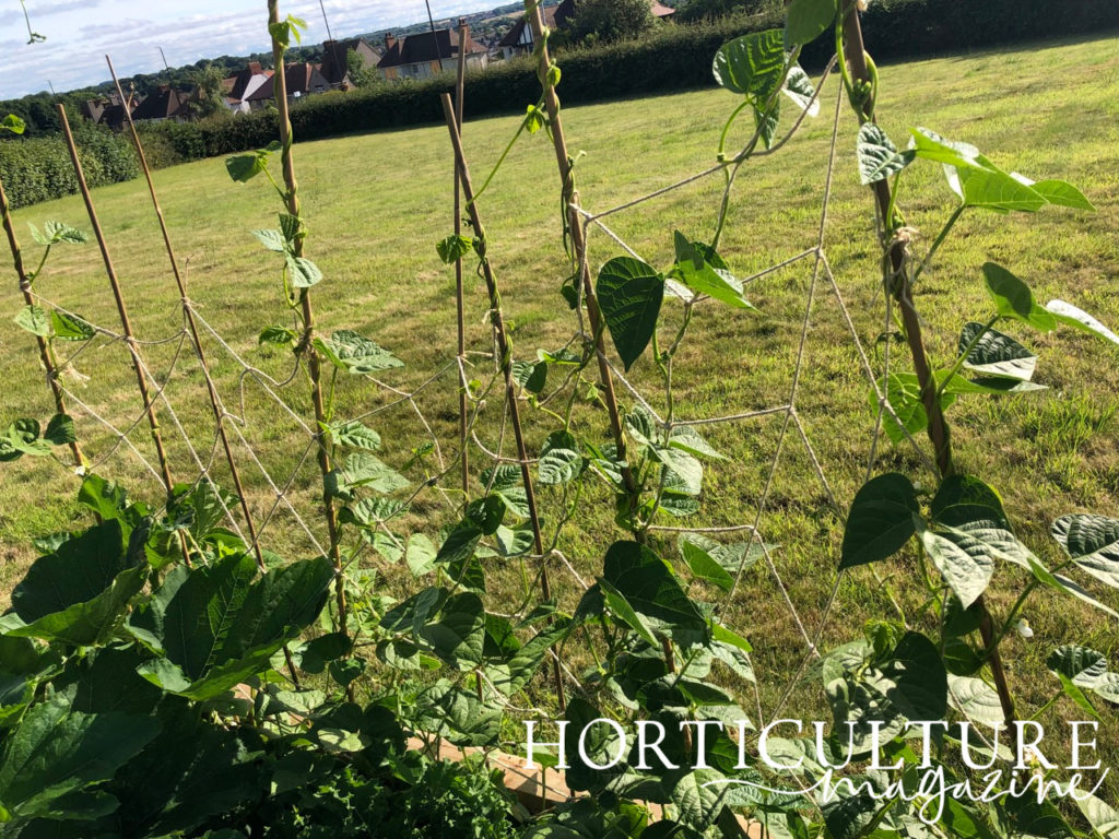 wooden stakes with string supporting a French bean plant as it grows outside in front of a grassy field