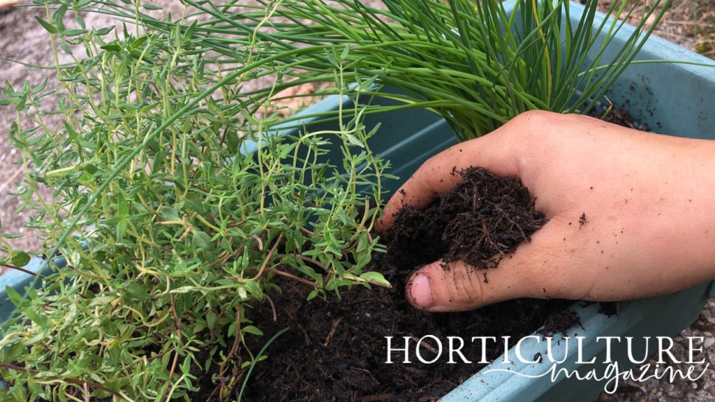 someone placing soil around the base of a potted thyme plant outside next to some chives