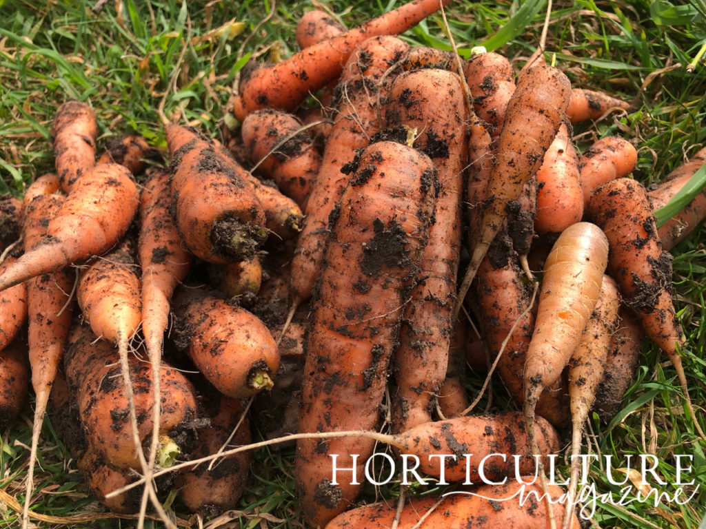 a large pile of soil-covered carrots that have been harvested lying on the grass outdoors