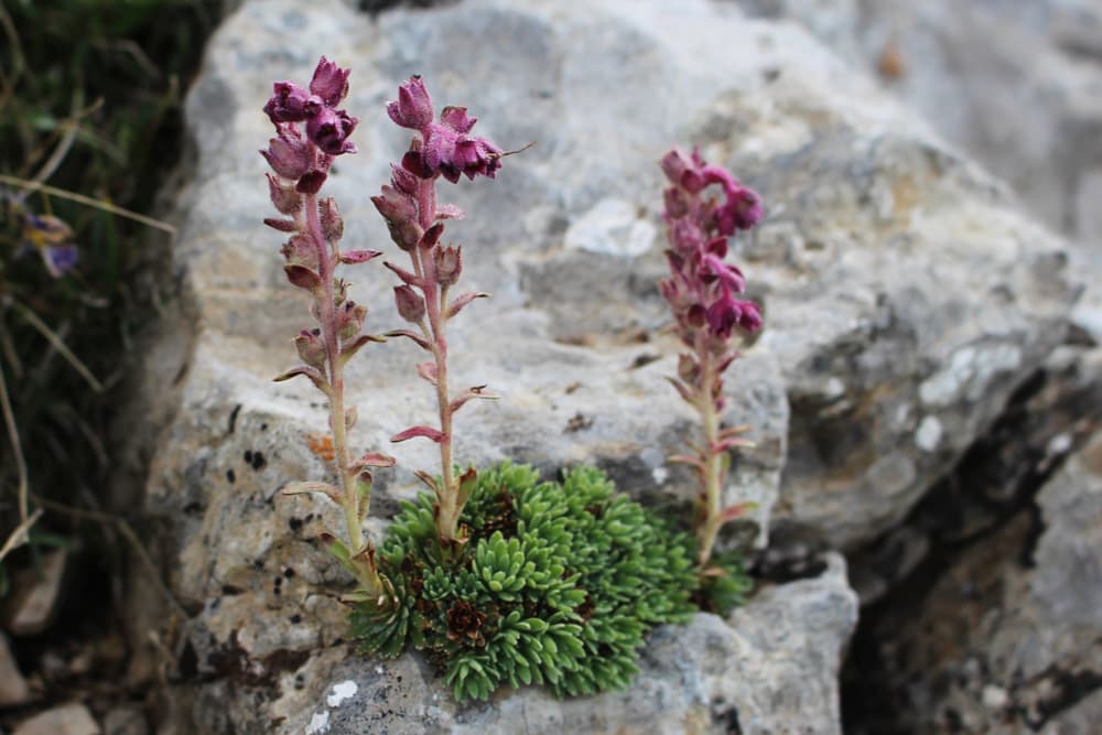 grisebachii subspecies of saxifraga with pink flowering stems growing vertically against a rocky backdrop