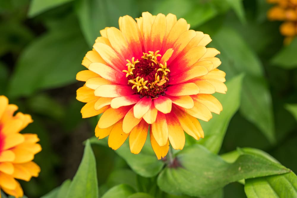 semi-tall flowering Zinnia elegans 'Zowie! Yellow Flame'