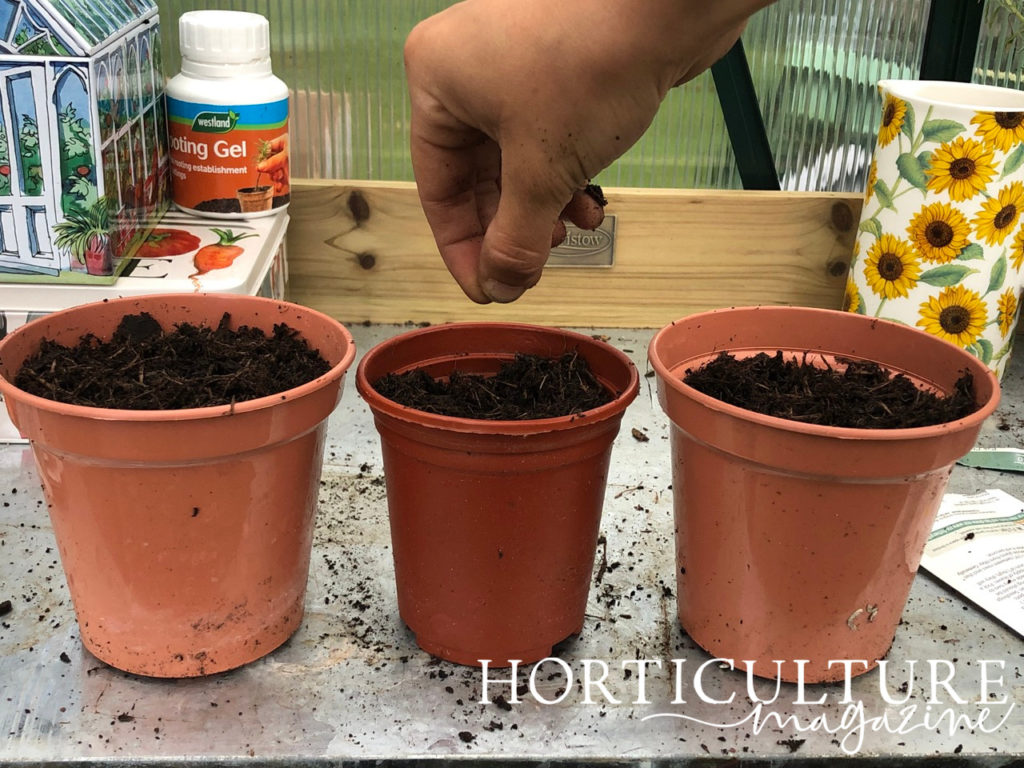 gardener sowing tiny mustard seeds into pots full of compost in a row on a potting table
