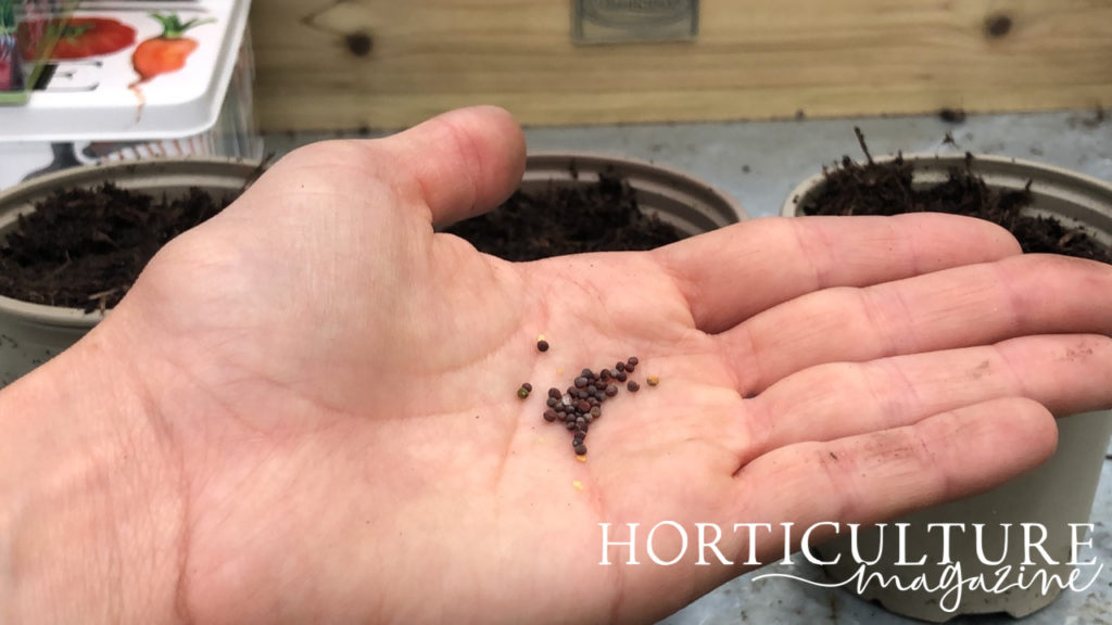 a hand holding many tiny brown pak choi seeds in front of three pots filled with soil