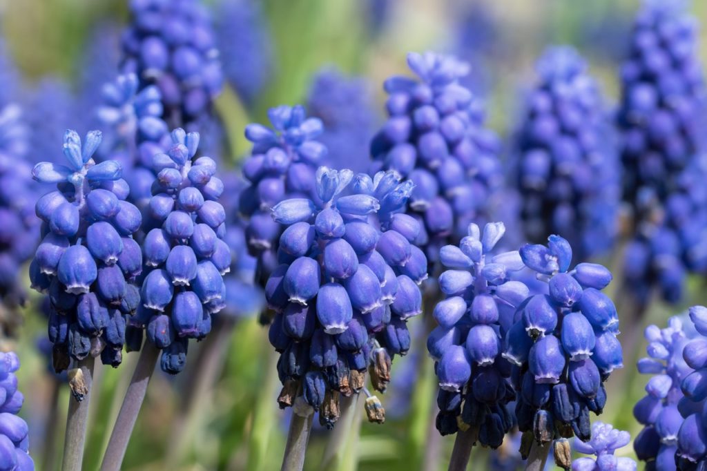 close-up of the bell-shaped blue flowers from a muscari plant that have started to wither and turn brown