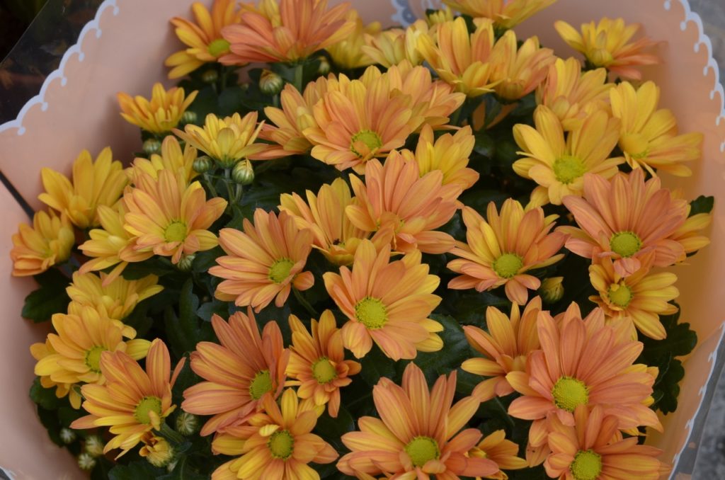 chrysanthemum 'enbee wedding' with yellow-orange blooms