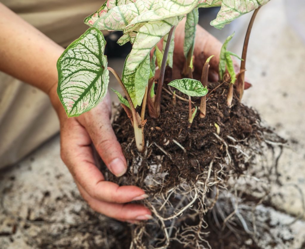gardener holding an unearthed caladium with its roots visible