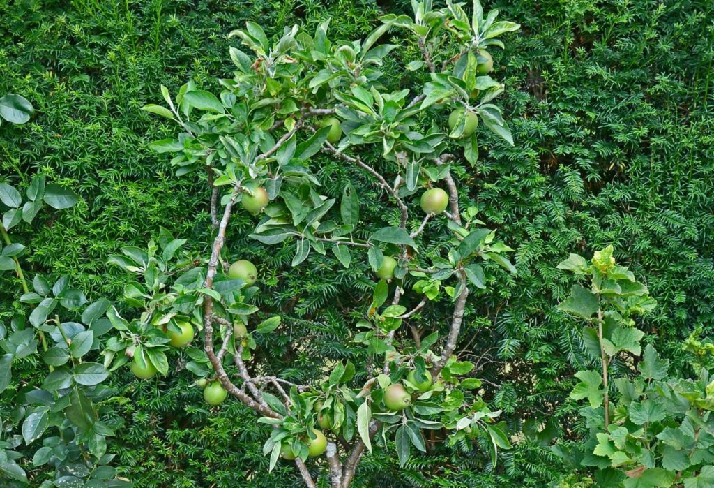 'laxton's superb' tree with dark green leaves growing in front of a coniferous hedge