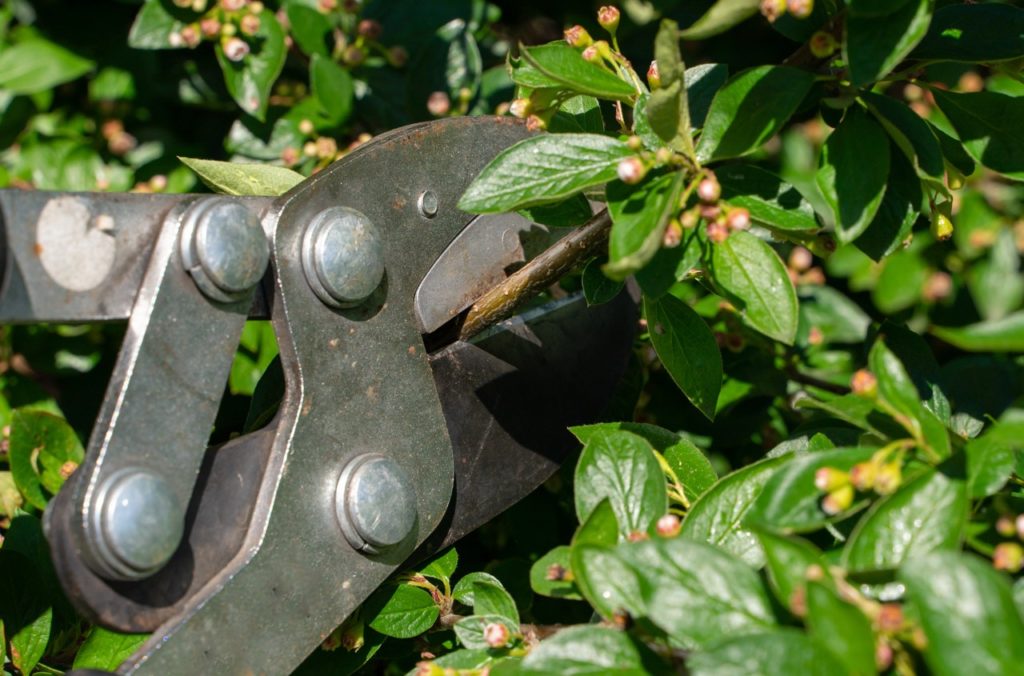 a pair of secateurs being used to cut a stem of a cotoneaster shrub with glossy green leaves