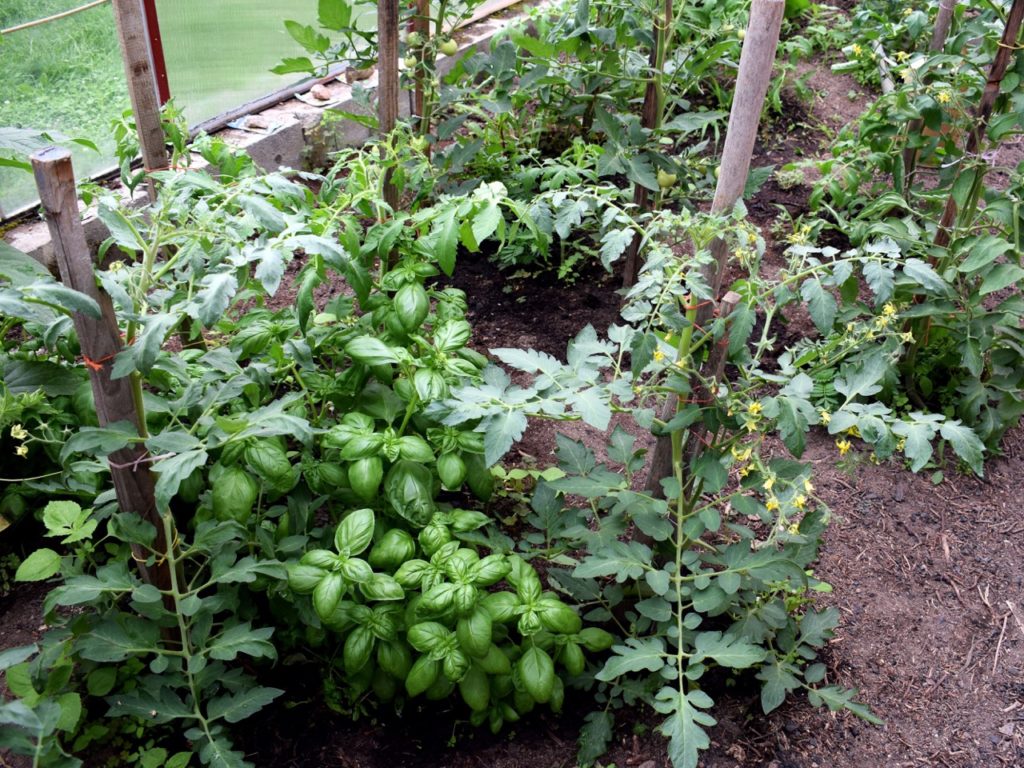 tomato plants with yellow flowers growing along wooden supports with green-leaved basil plants