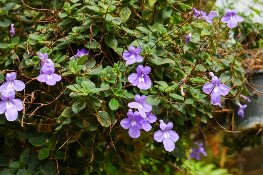 shrubby Streptocarpus with star-shaped lilac flowers and streaks of white on their throats