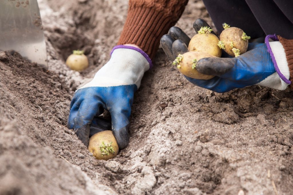 gloved gardener holding a handful of potato tubers with little green sprouts and placing them in rows in a trench