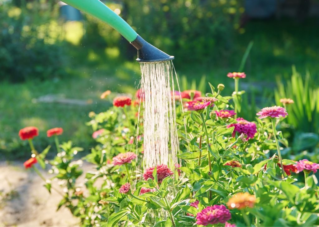 a watering can being used to water pink flowering zinnias in a garden bed