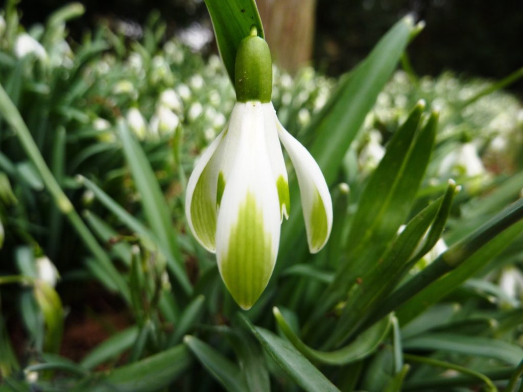 a close-up of the single cup-shaped flower from a galanthus nivalis 'sharlockii' group