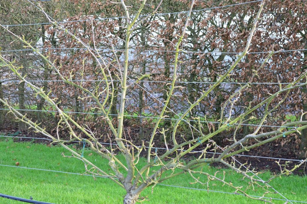 a pear tree that has been trained against horizontal wires to grow in a fan shape