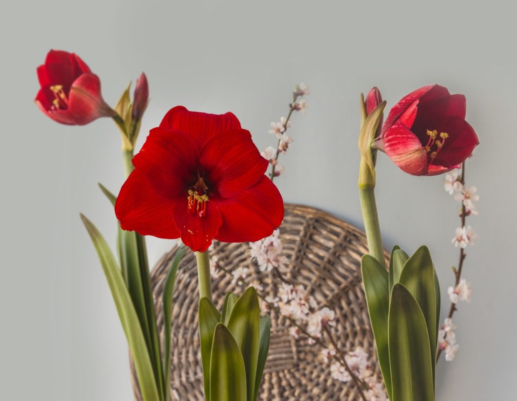 red flowers from an amaryllis plant growing indoors in front of a wall