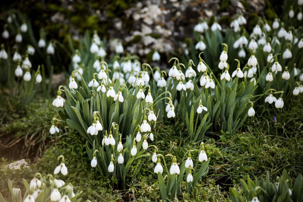 a bed of snowdrops with tall blade-like leaves growing from grass-covered ground