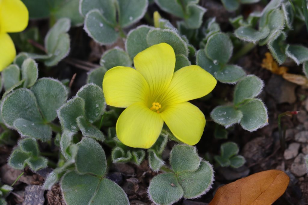 ground creeping oxalis melanosticta 'Ken Aslet' with bright yellow flowers and silver-haired green leaves