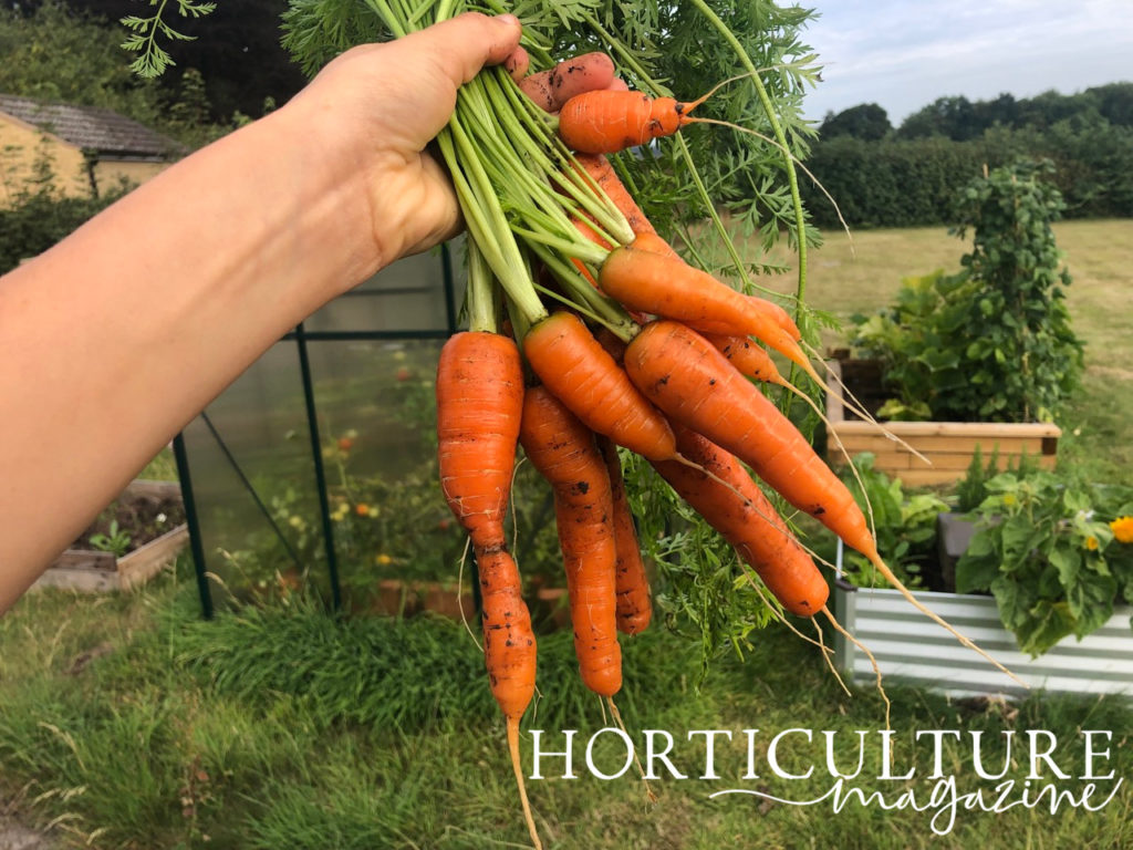 someone holding the long green stems of some harvested carrots up in front of a greenhouse and some raised garden beds outside 