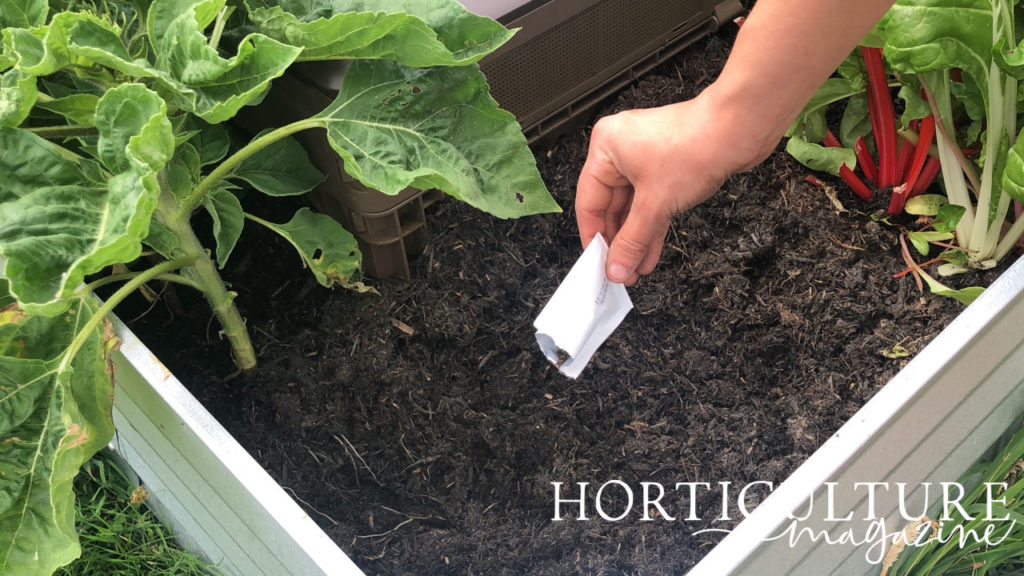 scattering the seeds of lettuce plants into an empty patch of soil in a raised garden bed