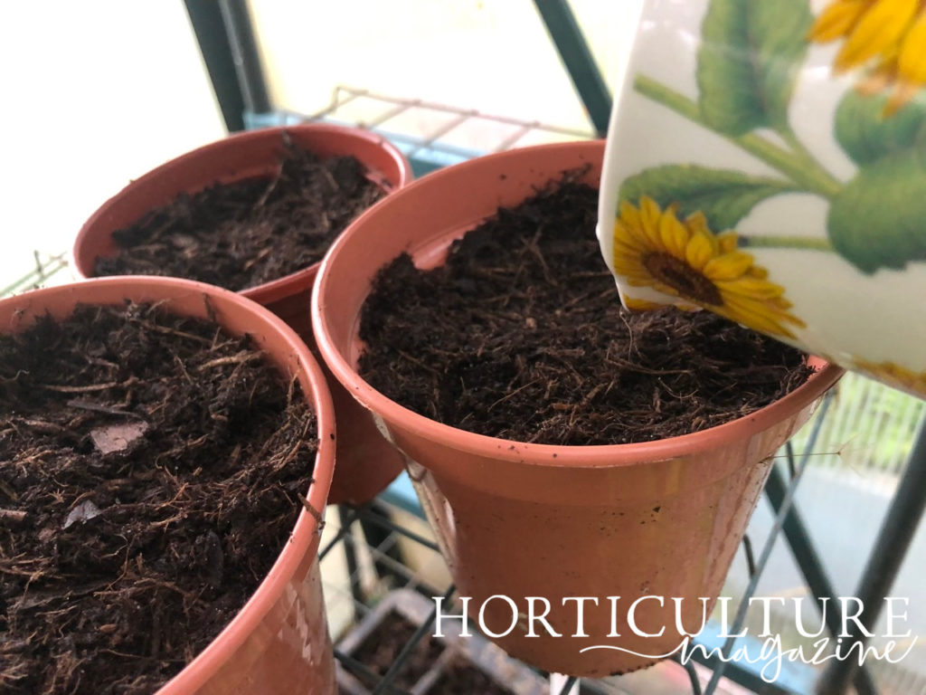 using a sunflower painted jug to water pots containing soil and mustard seeds that are growing inside a greenhouse