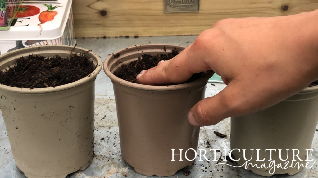 hand firming down the soil in a containers where pak choi seeds have been sown