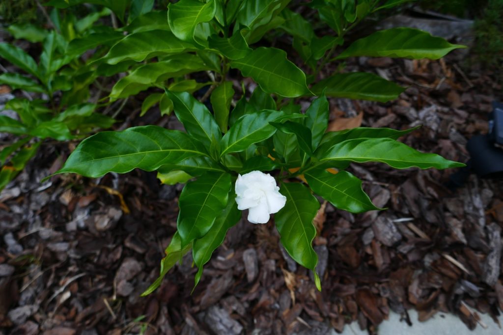 Tabernaemontana divaricata with dark green leaves and a single white flower growing from ground mulched with woodchips