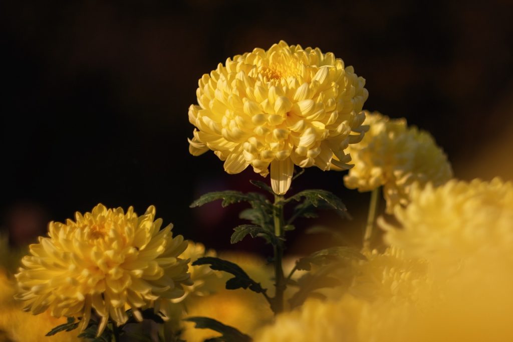 chrysanthemums with bright yellow blooms growing on tall dark green stems