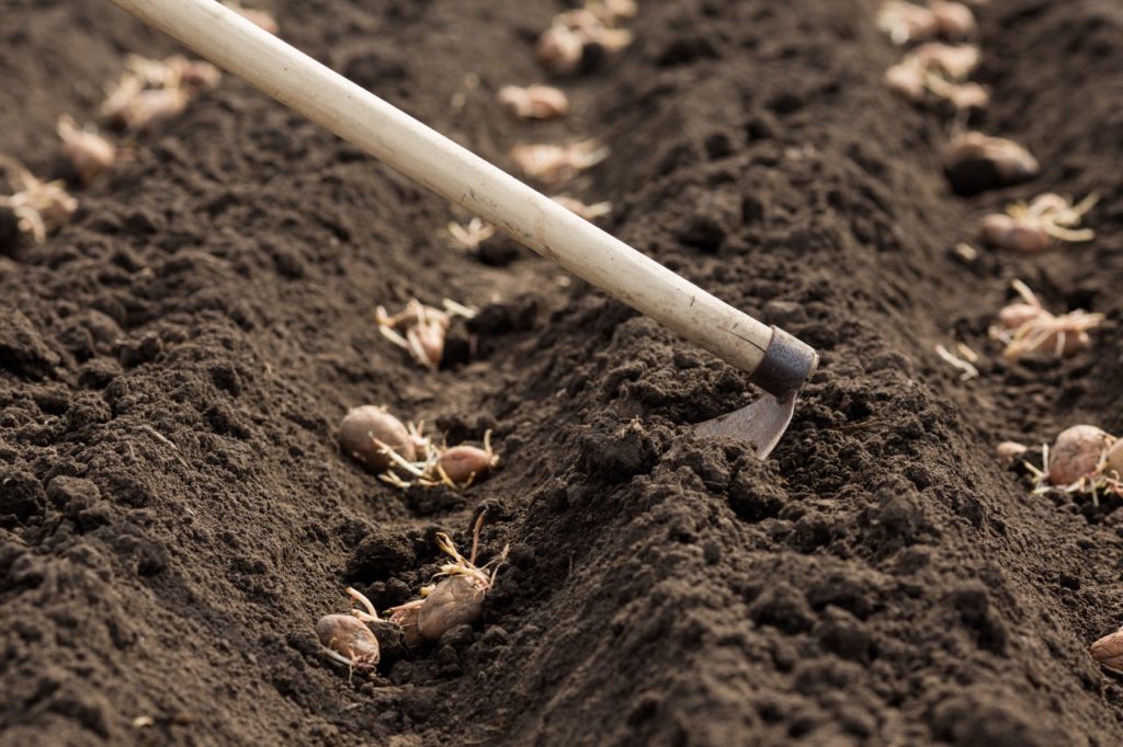 someone using a garden hoe to cover up seed potatoes lying in a trench