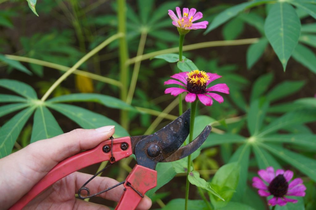 using red secateurs to cut the pink flowering head of a zinnia plant