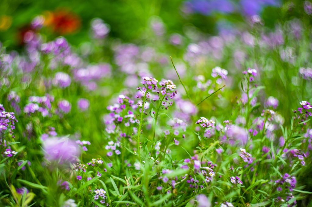 tiny purple and white Saxifraga flowers with green foliage growing outside in a field