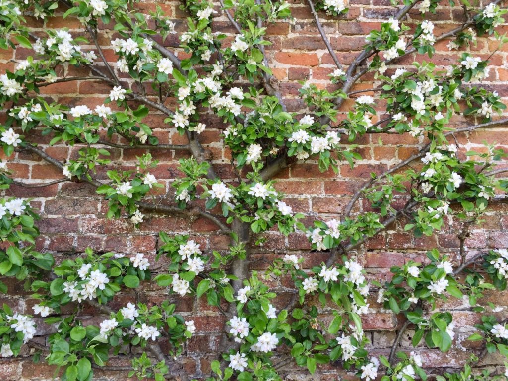 green leaves and white blossom growing from the woody branches of a pear tree that has been trained to grow against a brick wall